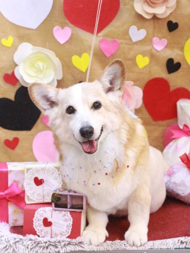 20230226こてつくん